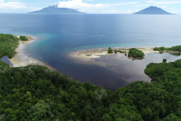 mangrove pelindung pantai